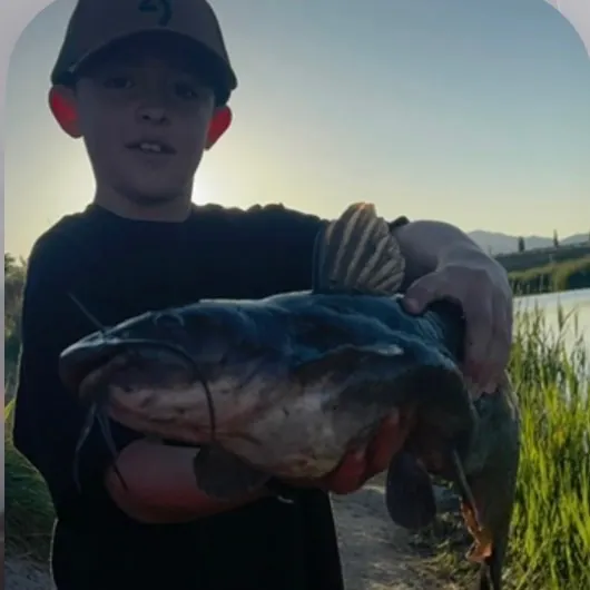 Channel catfish caught on Fishbrain