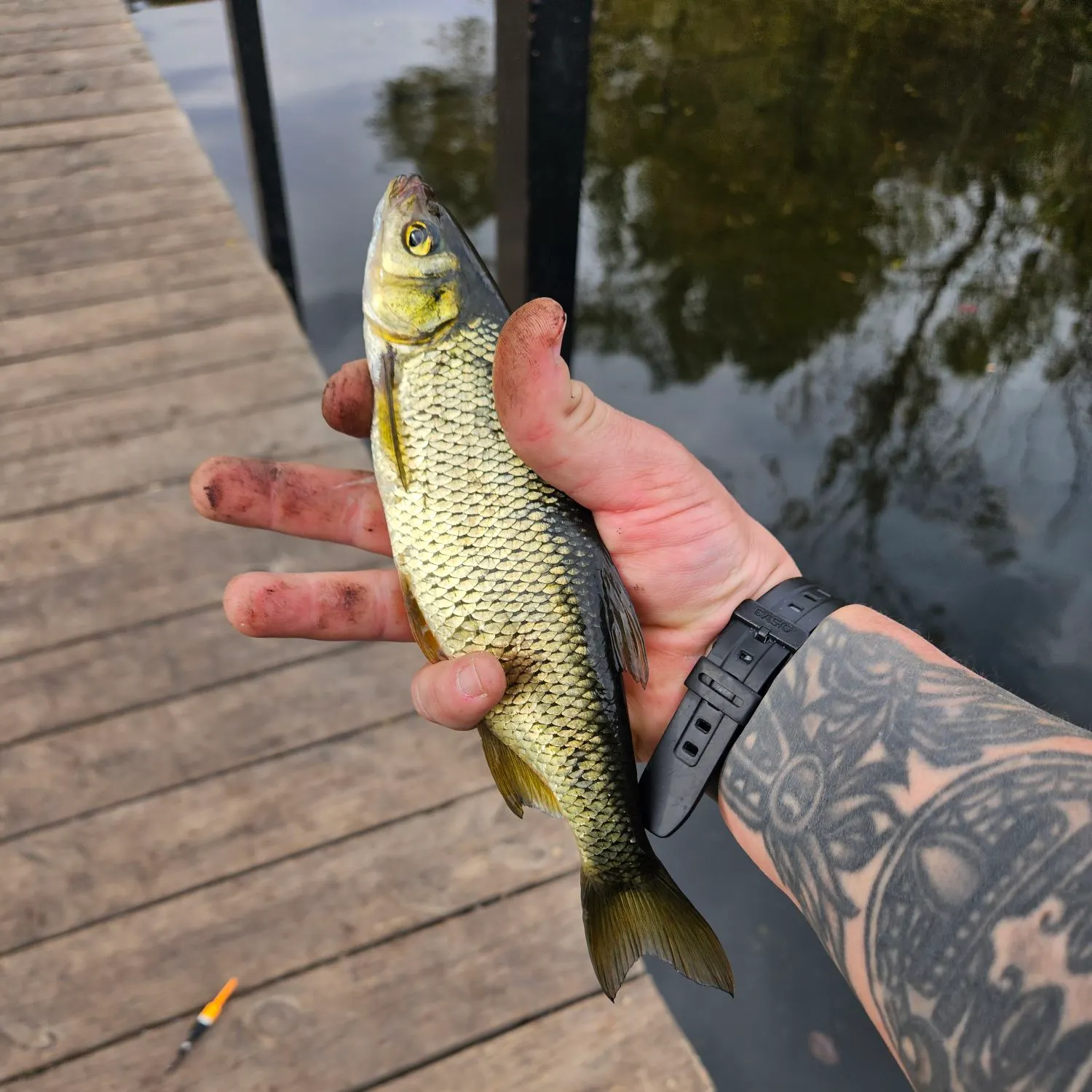 Golden shiner caught on Fishbrain