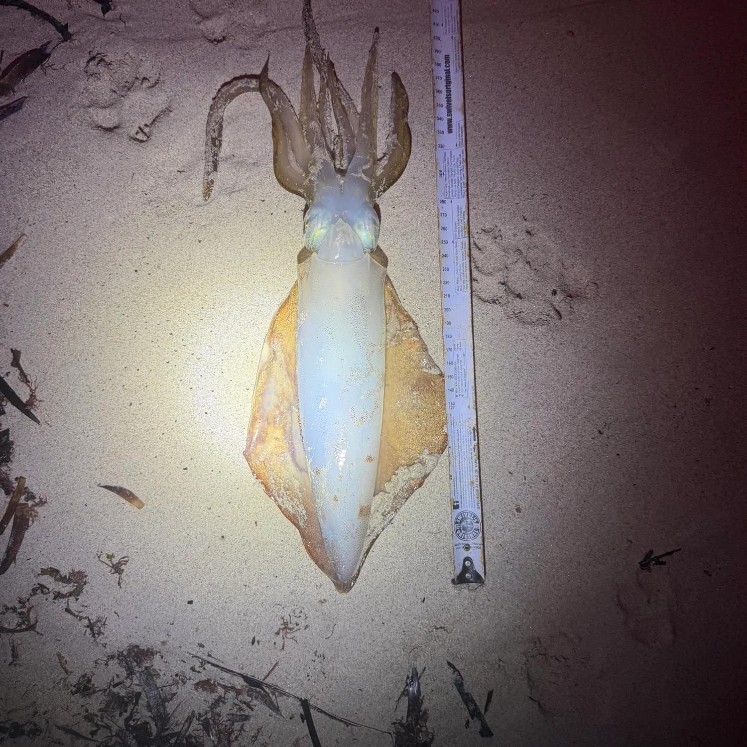 The most recent Southern calamari catches on Fishbrain