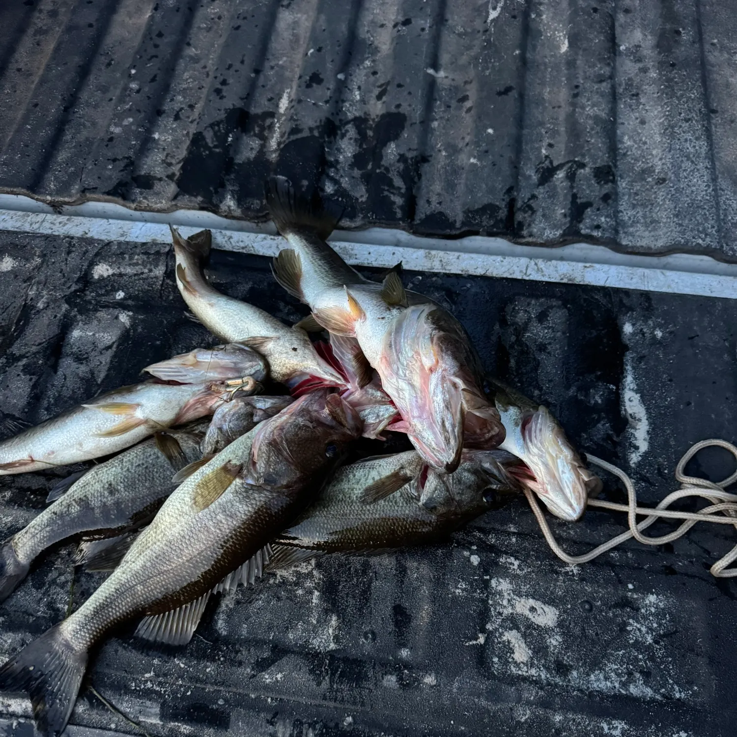 recently logged catches