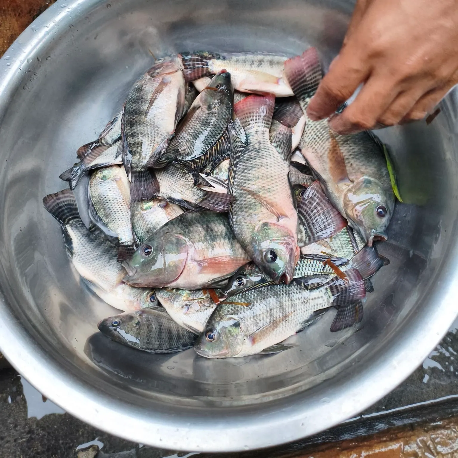 Nile tilapia caught on Fishbrain