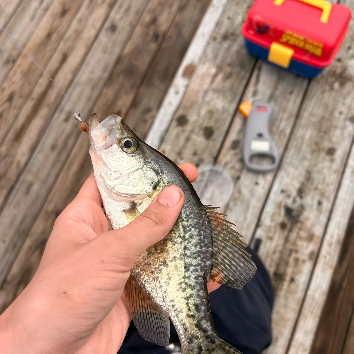 Black crappie caught on Fishbrain