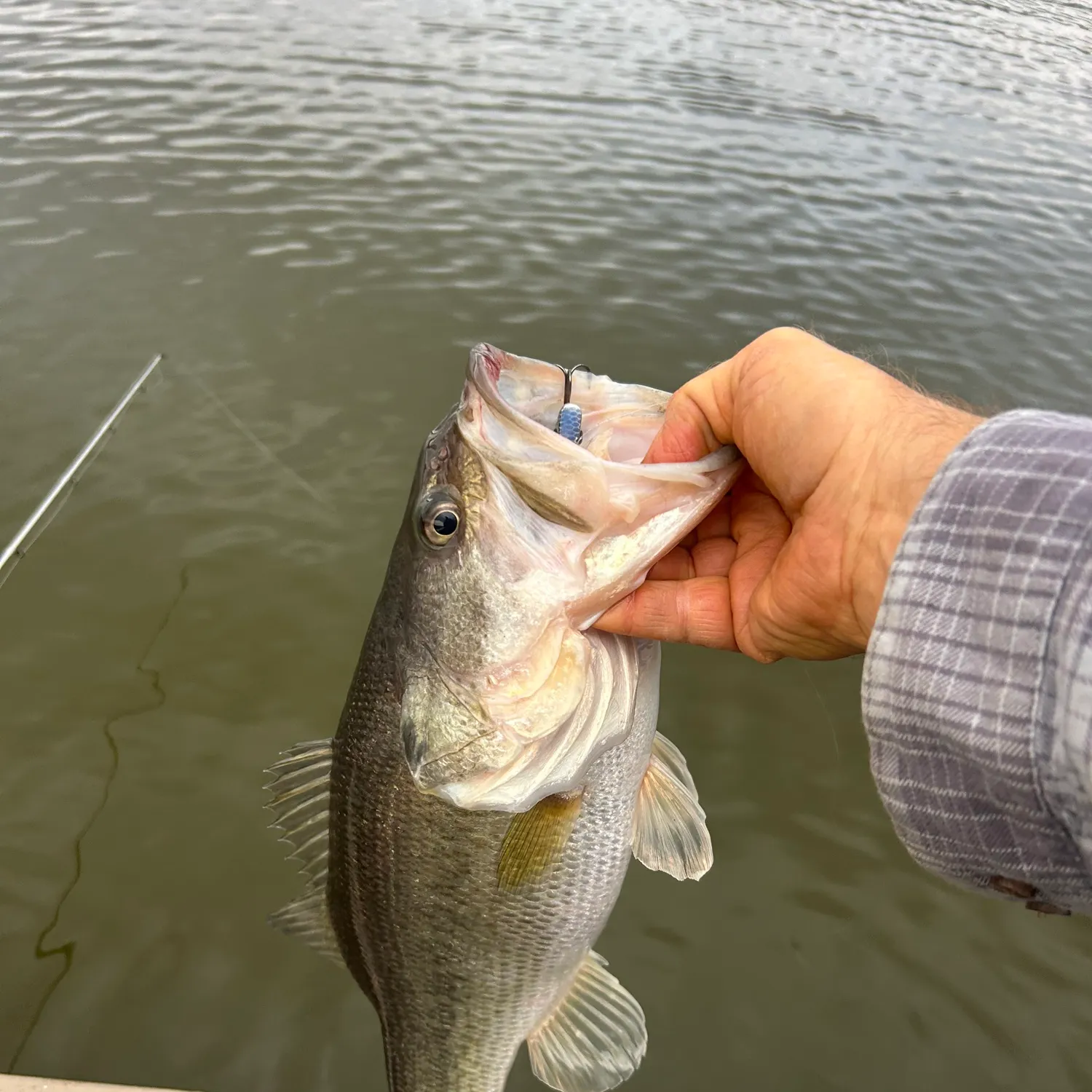 The most recent F1 bass catches on Fishbrain