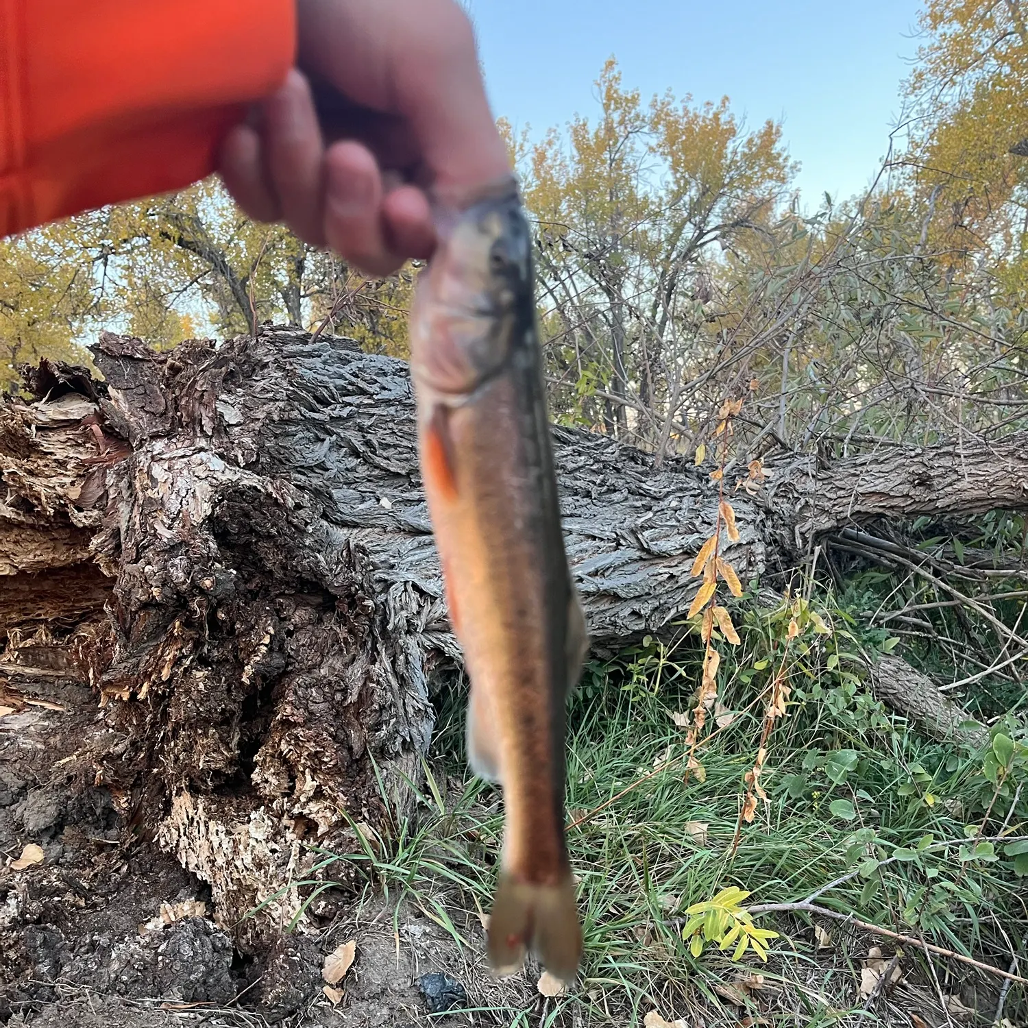Creek chub caught on Fishbrain