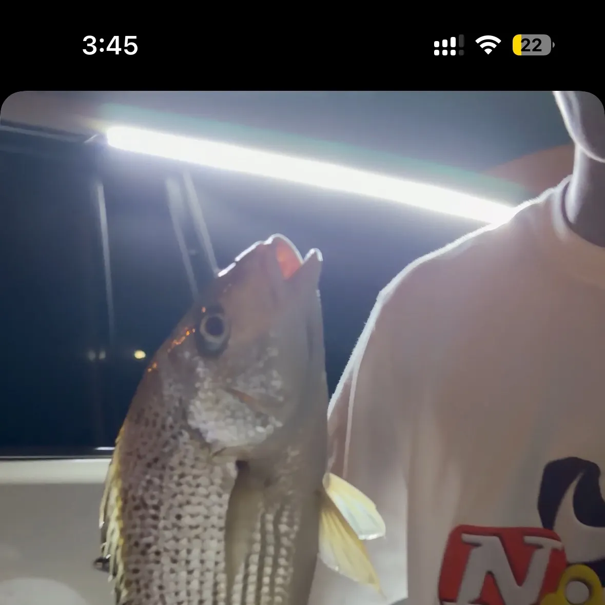 The most recent Spangled emperor catches on Fishbrain