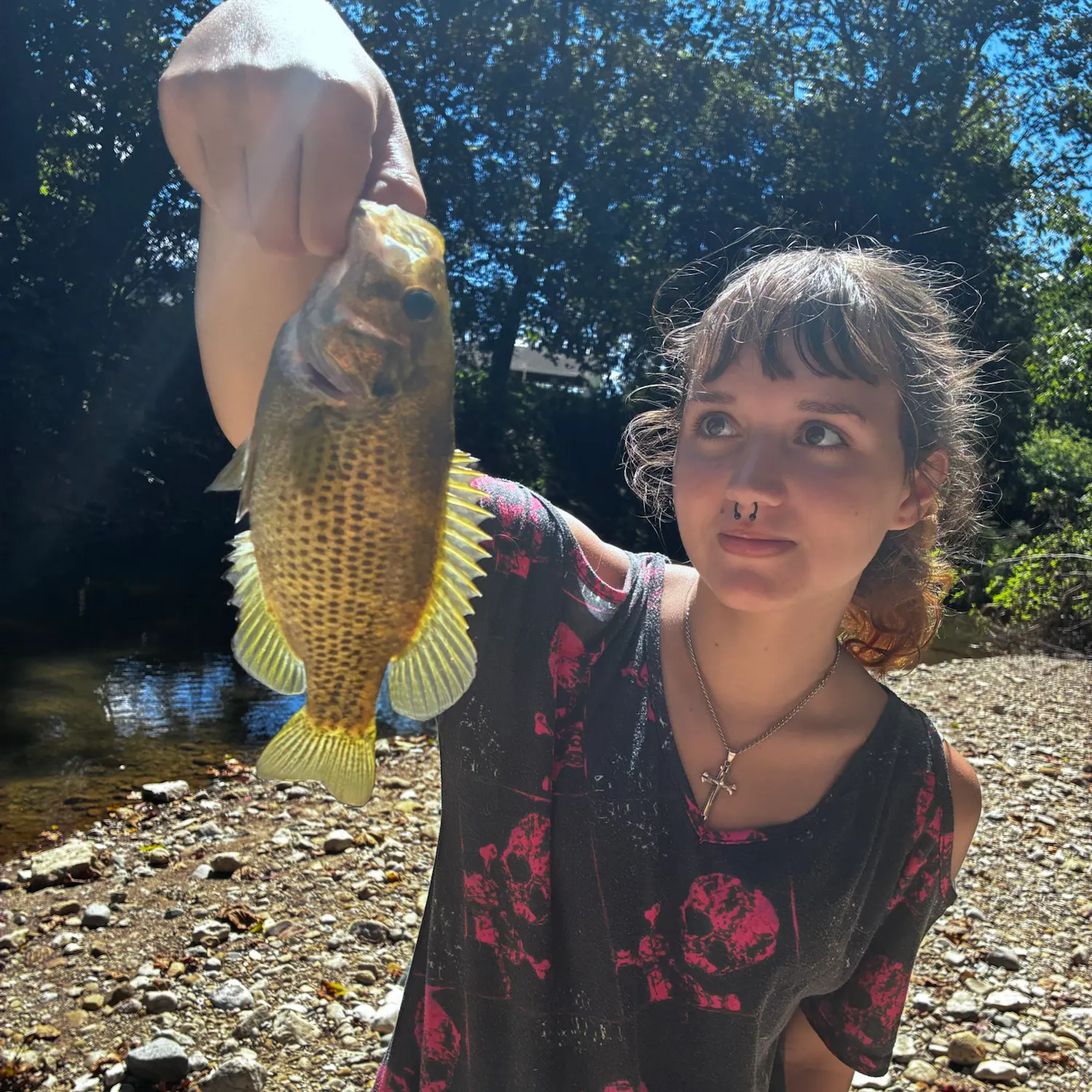 Rock bass caught on Fishbrain