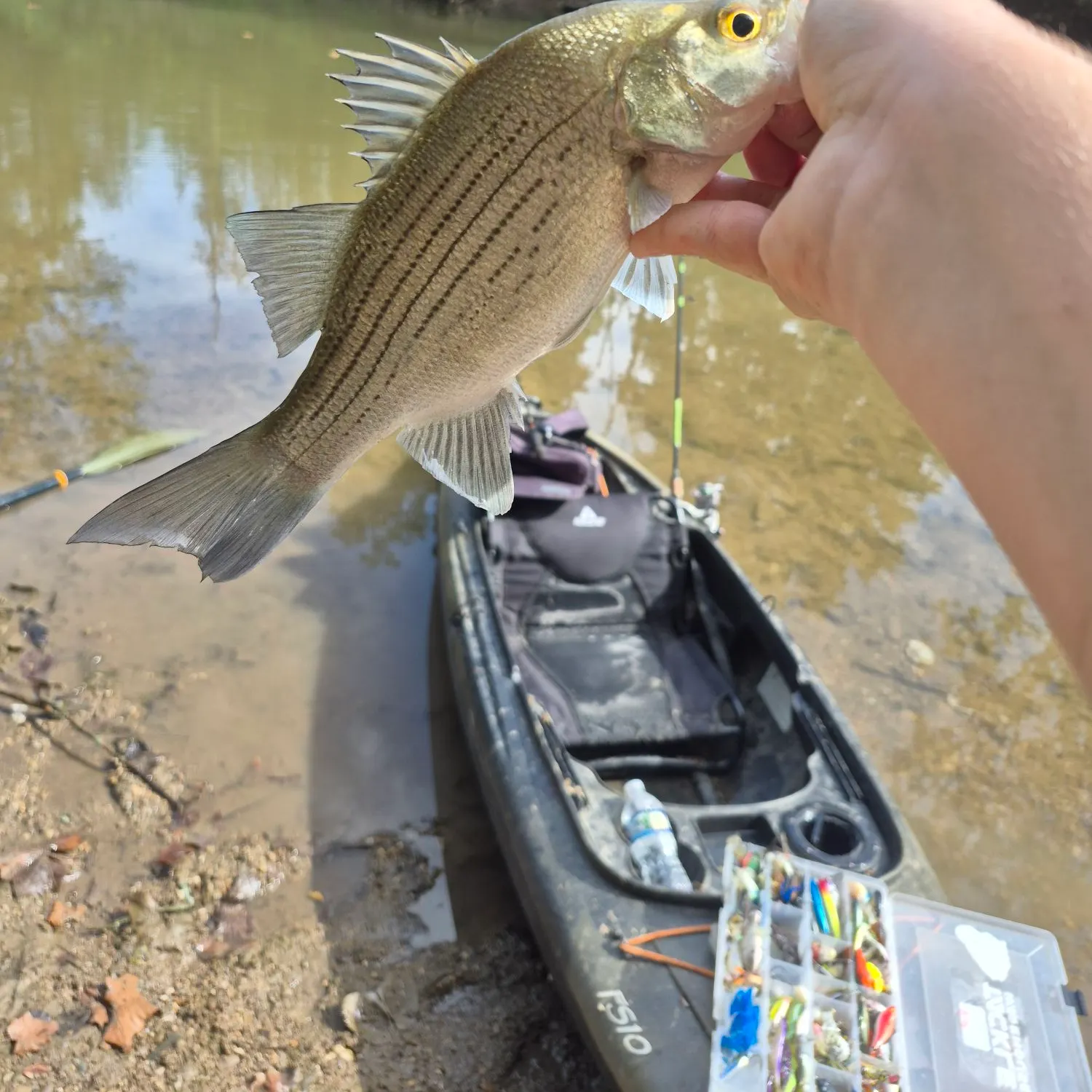 White bass caught on Fishbrain