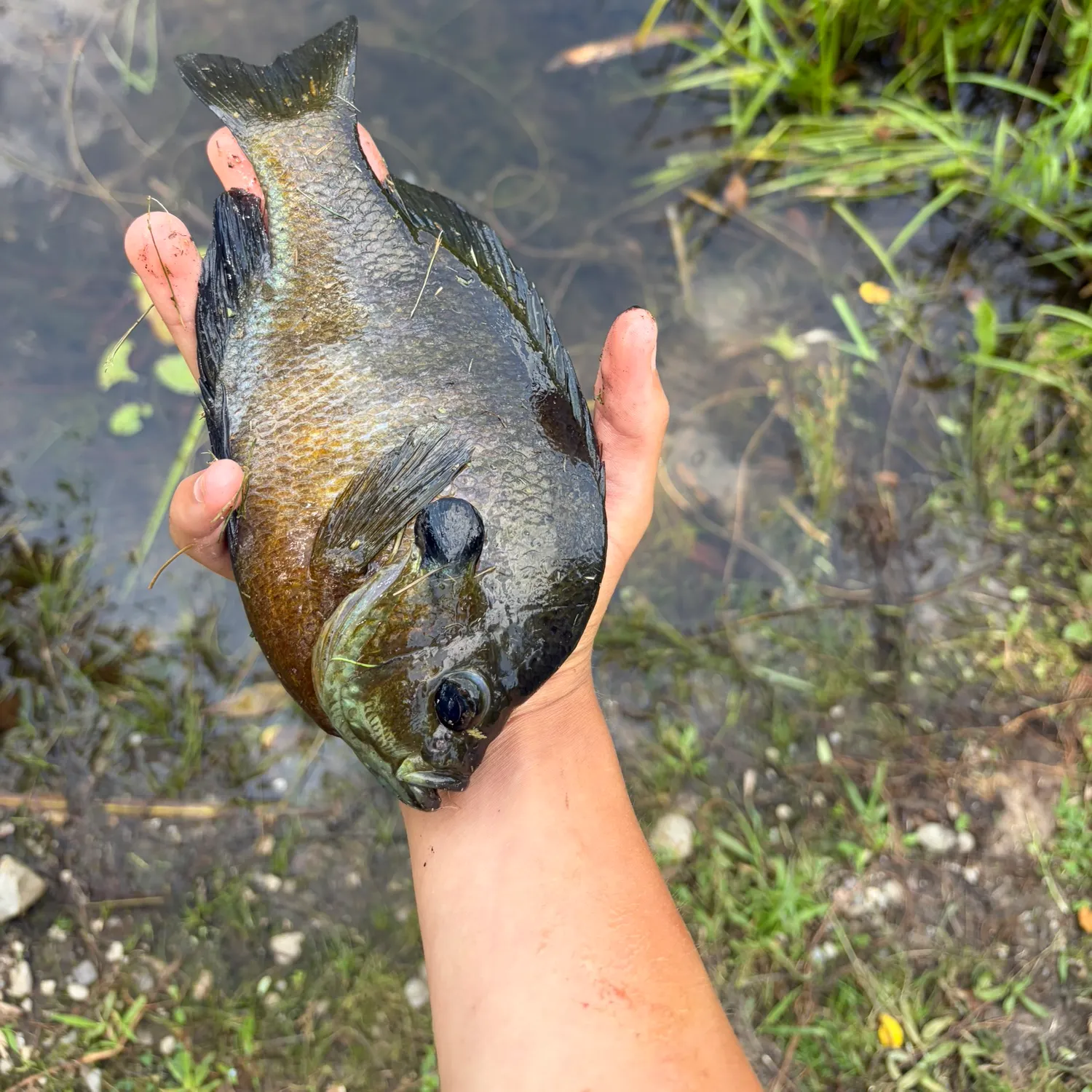 Bluegill caught on Fishbrain