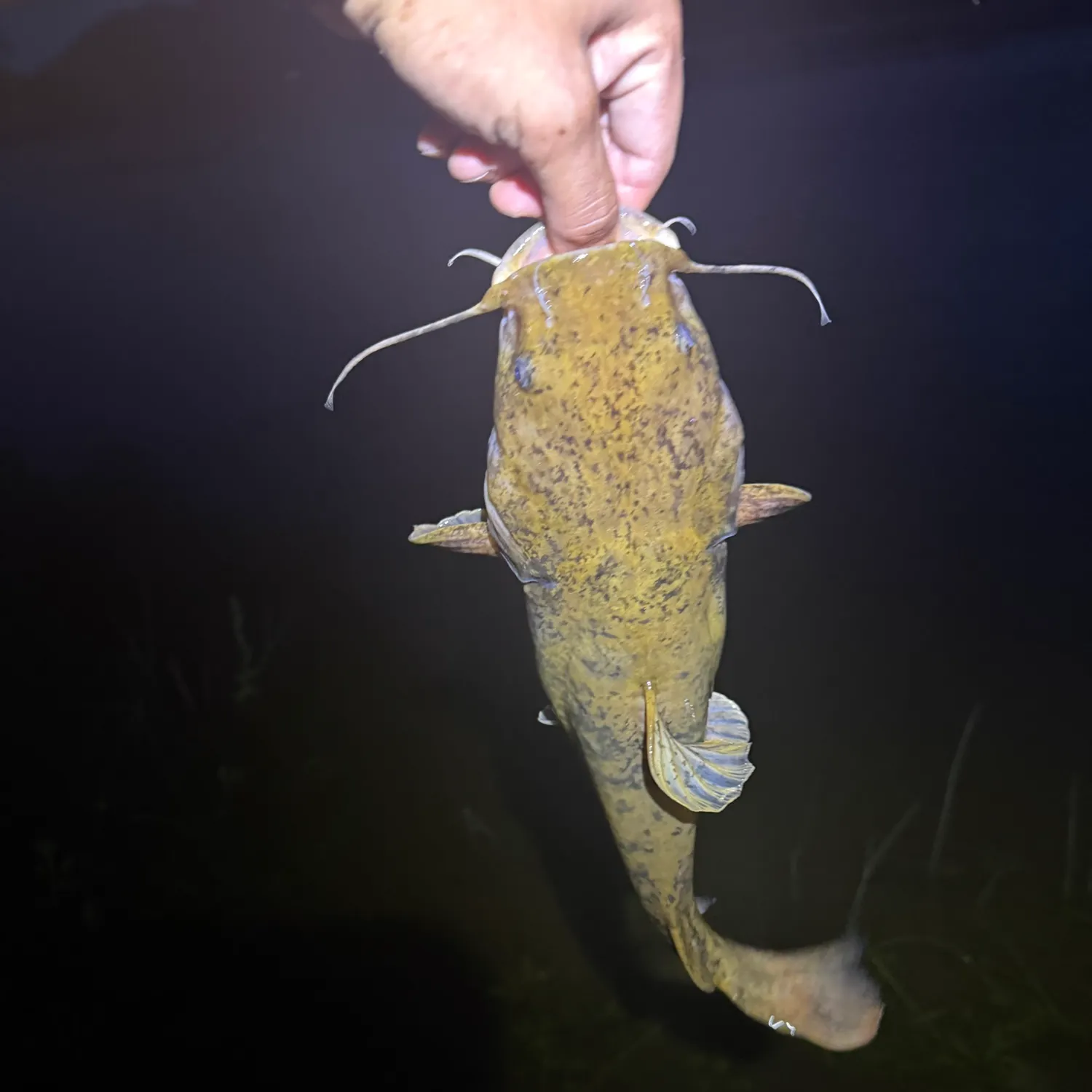Flathead catfish caught on Fishbrain