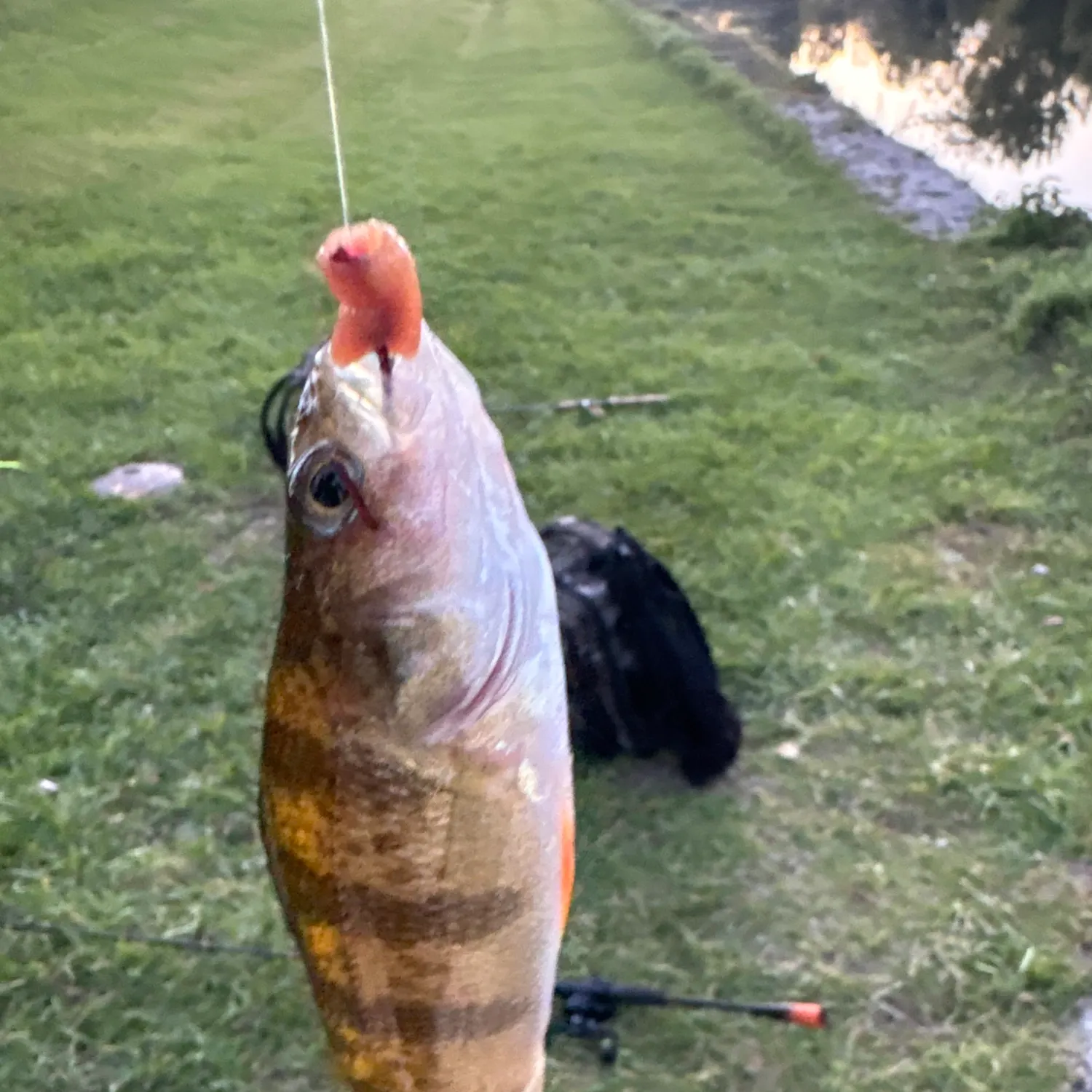 Yellow perch caught on Fishbrain