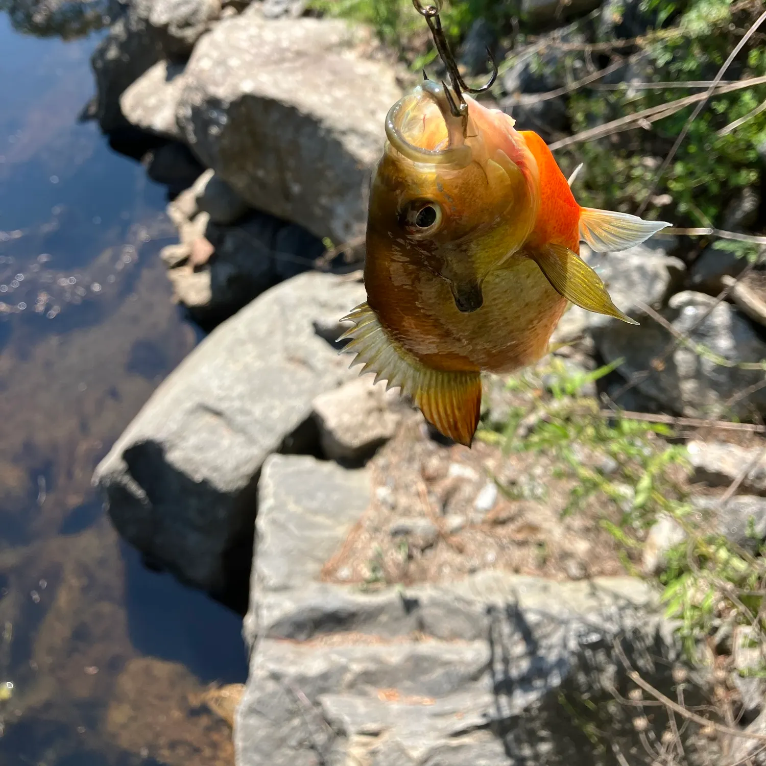 catch