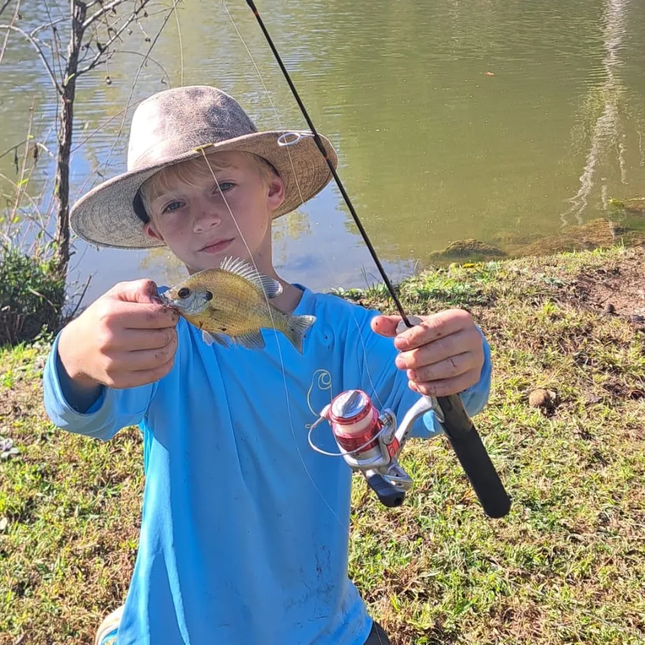 Bluegill caught on Fishbrain