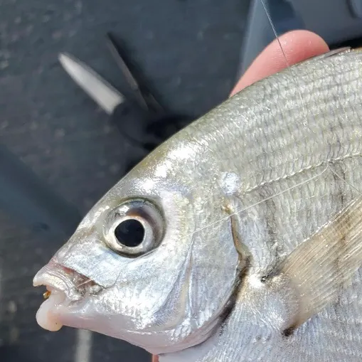 The most recent Spottail seabream catches on Fishbrain