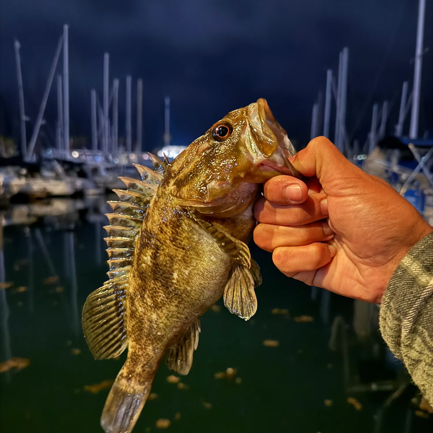 most liked catch image