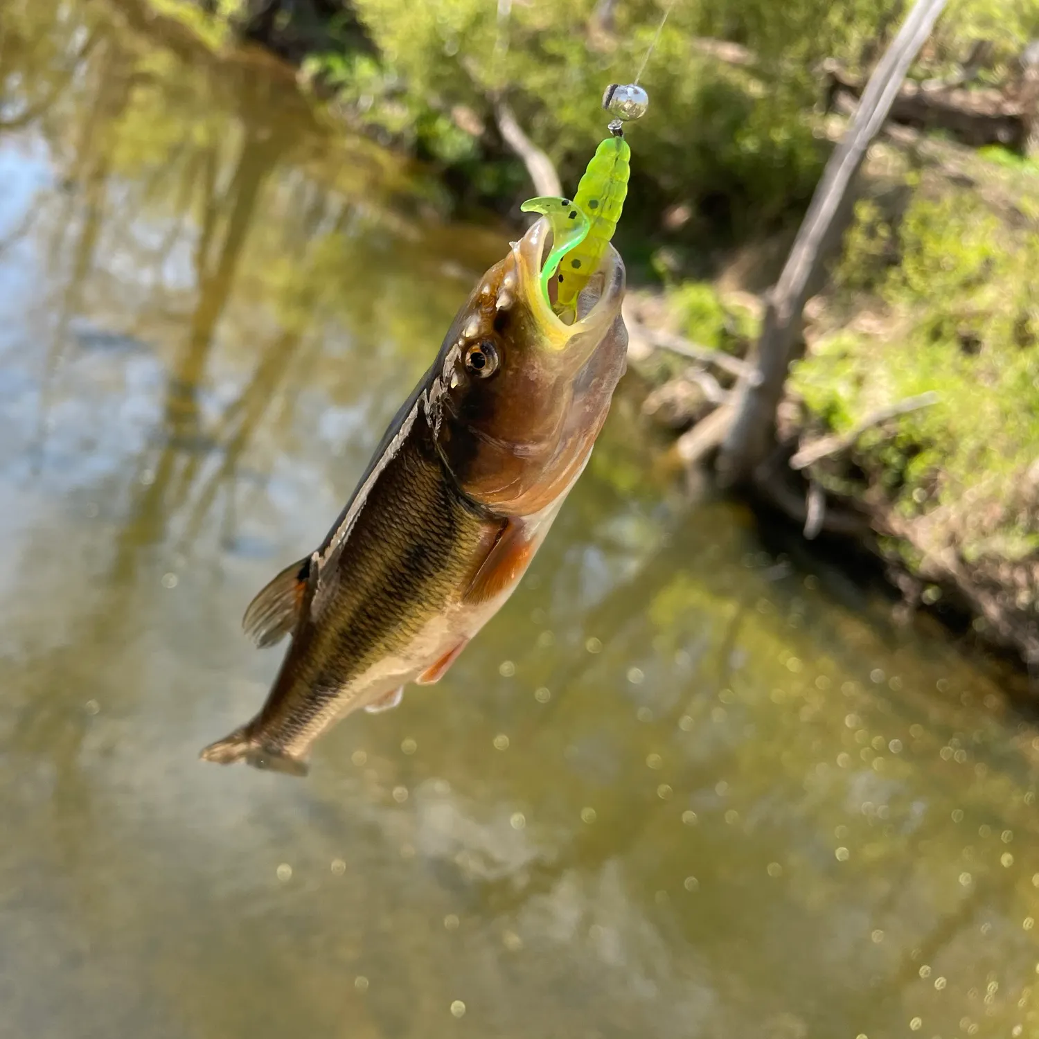 The most recent Hornyhead chub catches on Fishbrain