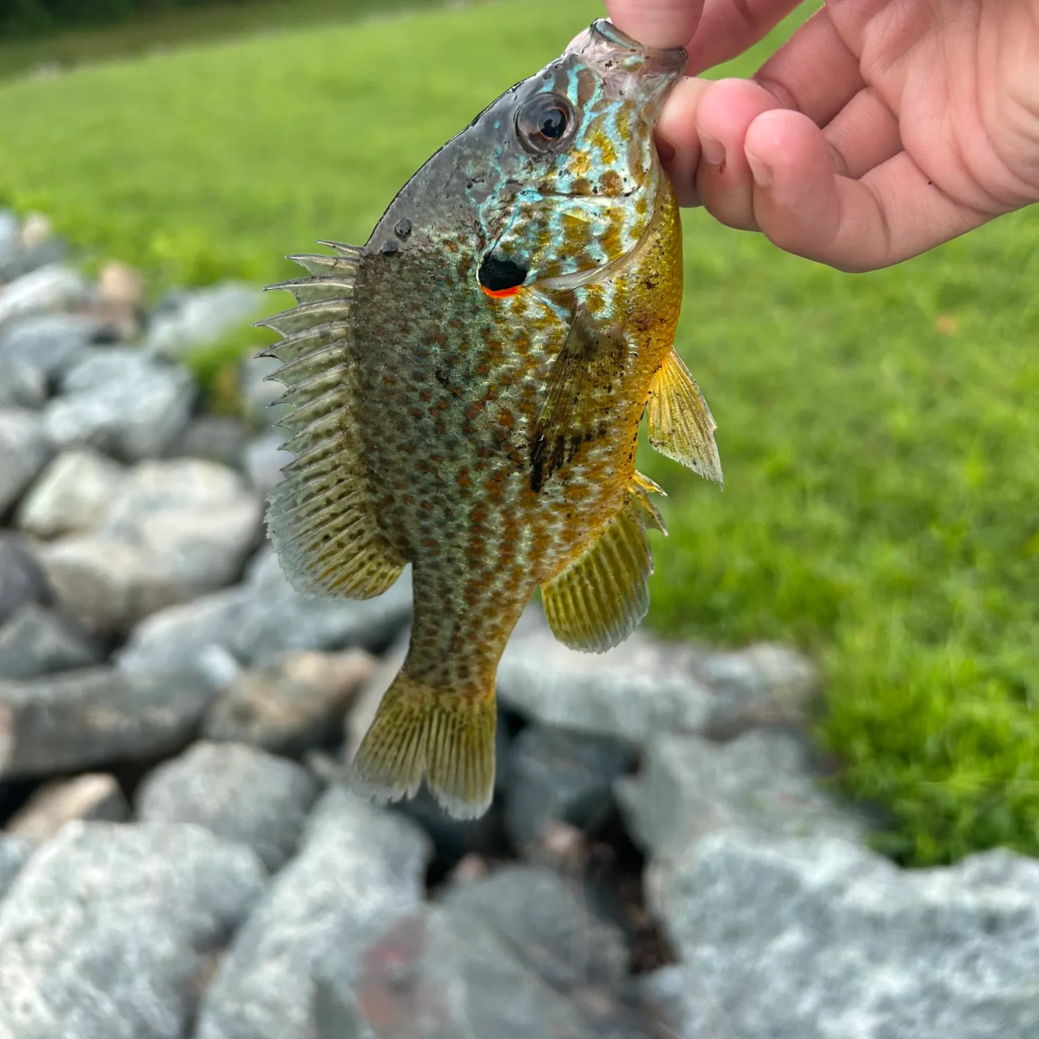 The most recent Pumpkinseed catches on Fishbrain