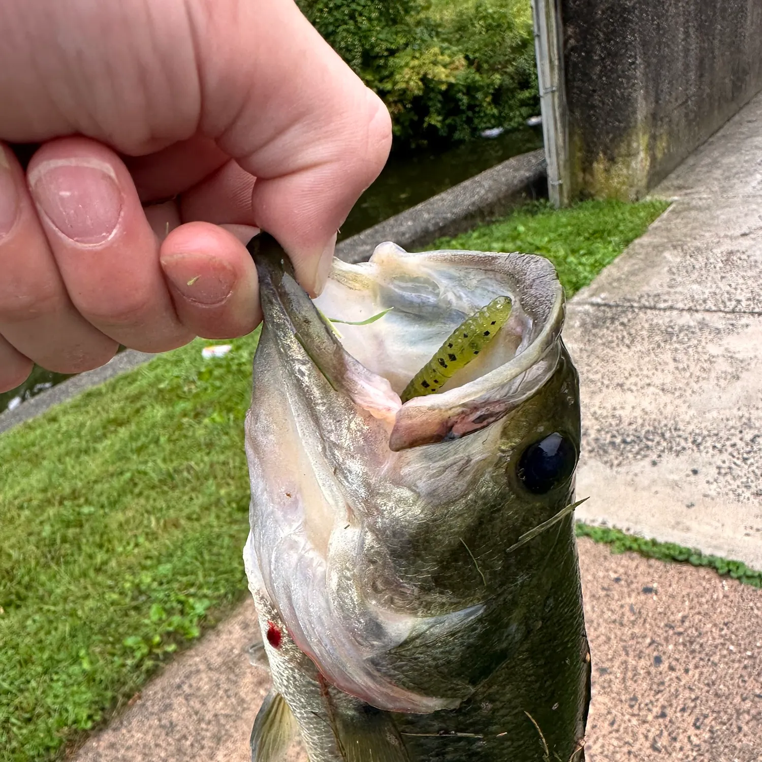 Fish caught on Fishbrain
