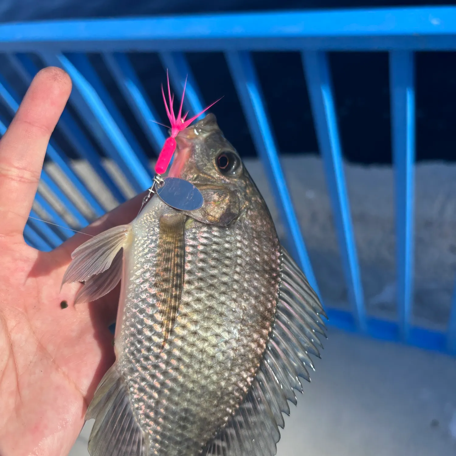 Blue tilapia caught on Fishbrain