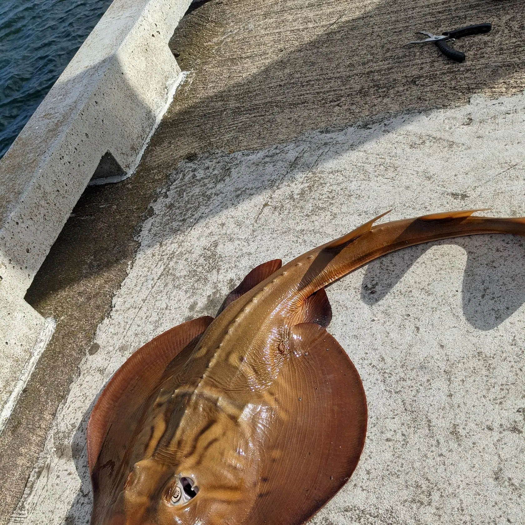 The most recent Southern fiddler catches on Fishbrain