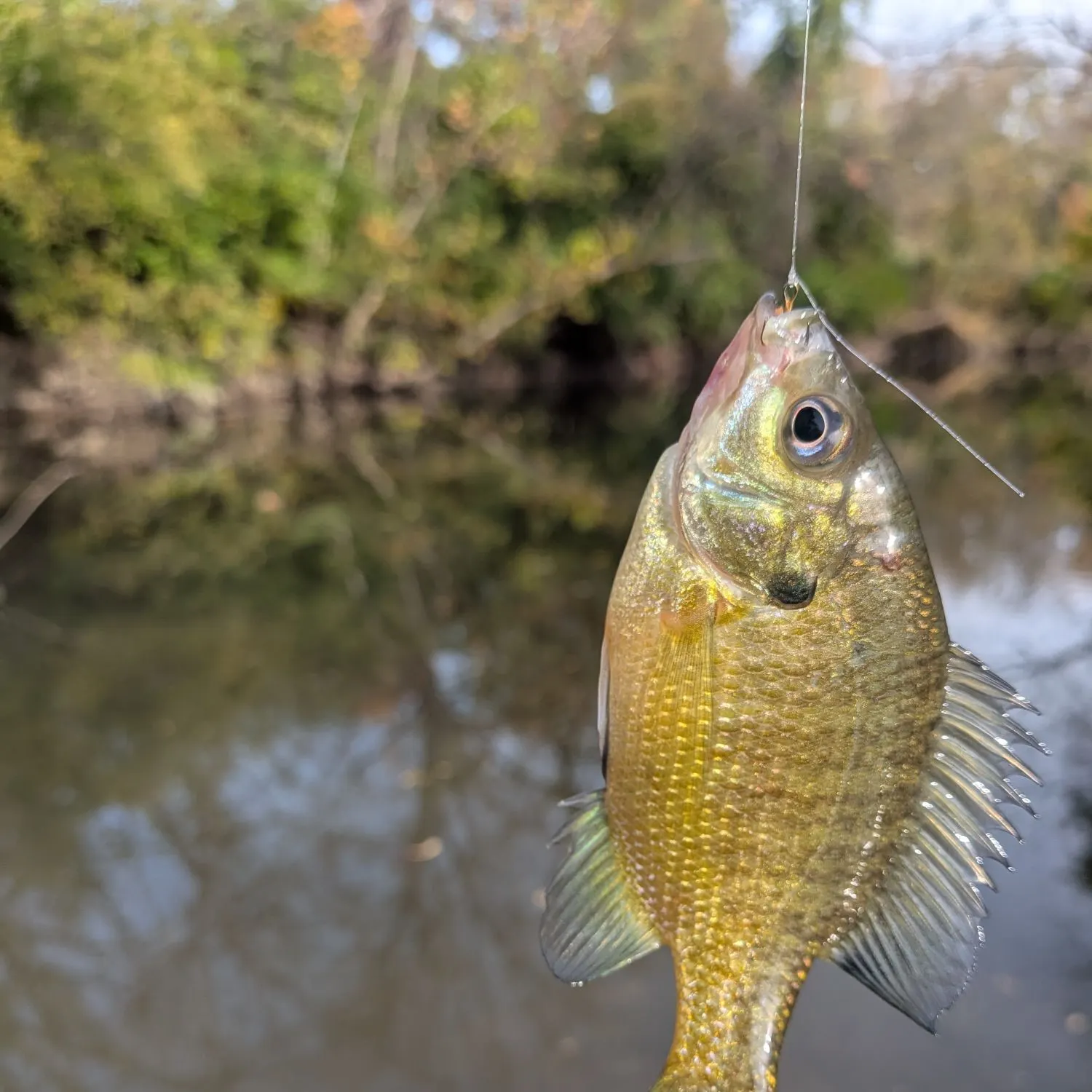 Green sunfish caught on Fishbrain