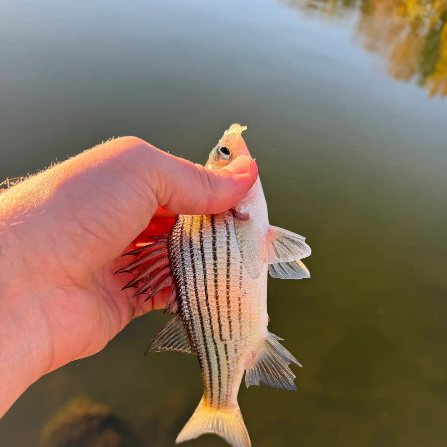 Yellow bass caught on Fishbrain