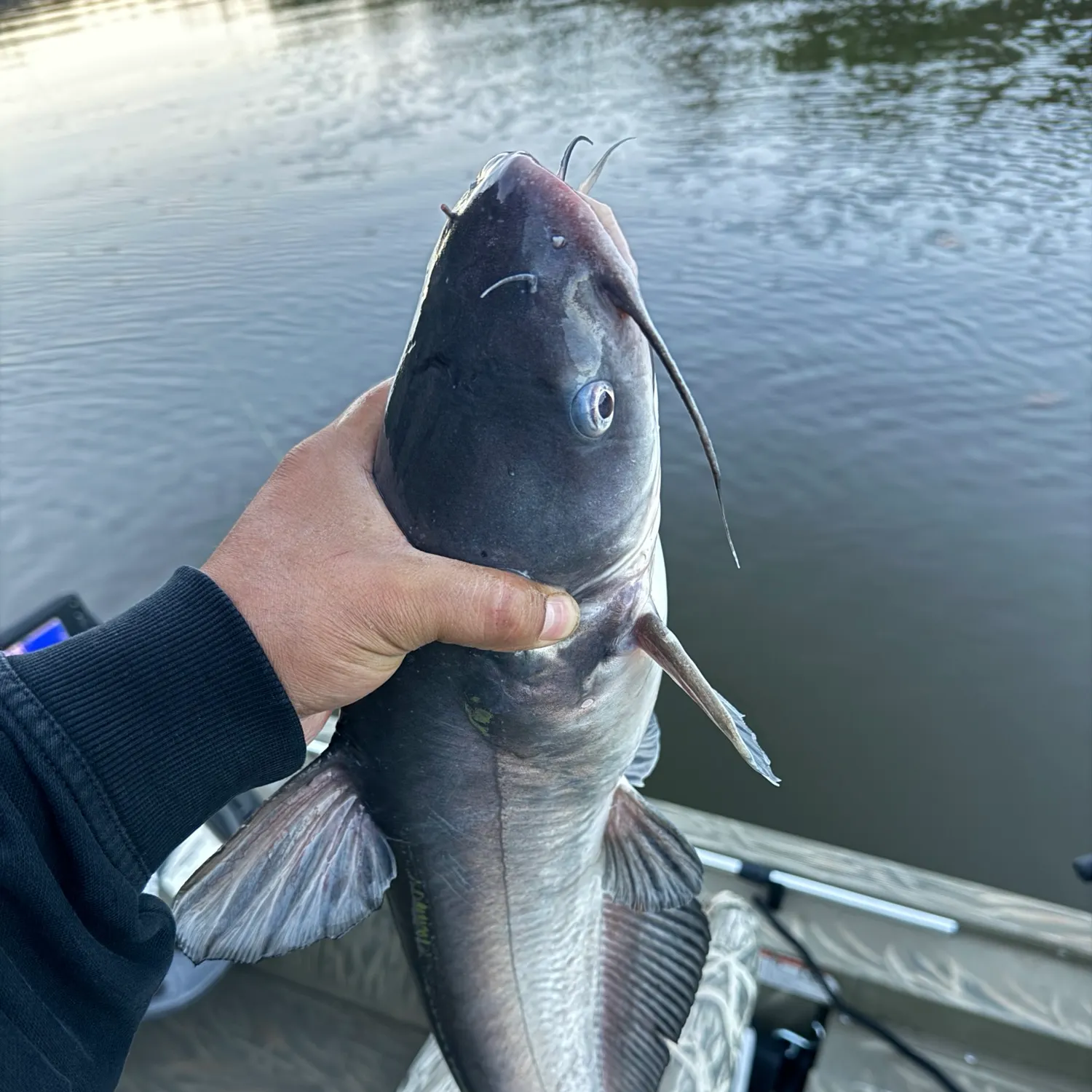 Blue catfish caught on Fishbrain