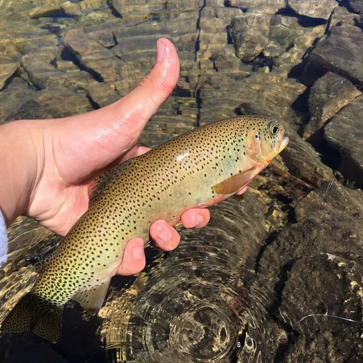 The most recent Westlope cutthroat trout catches on Fishbrain