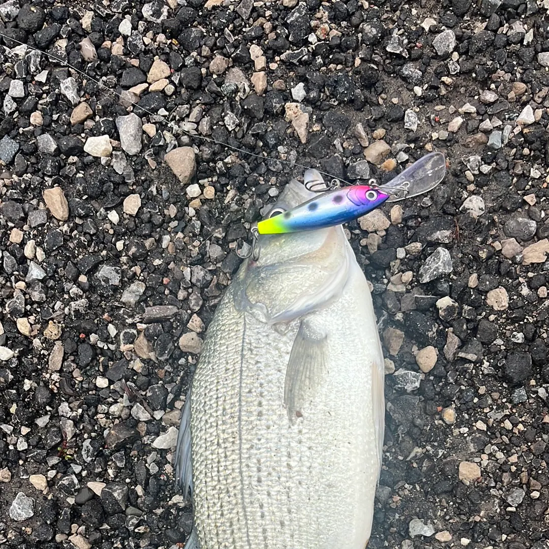Wiper caught on Fishbrain