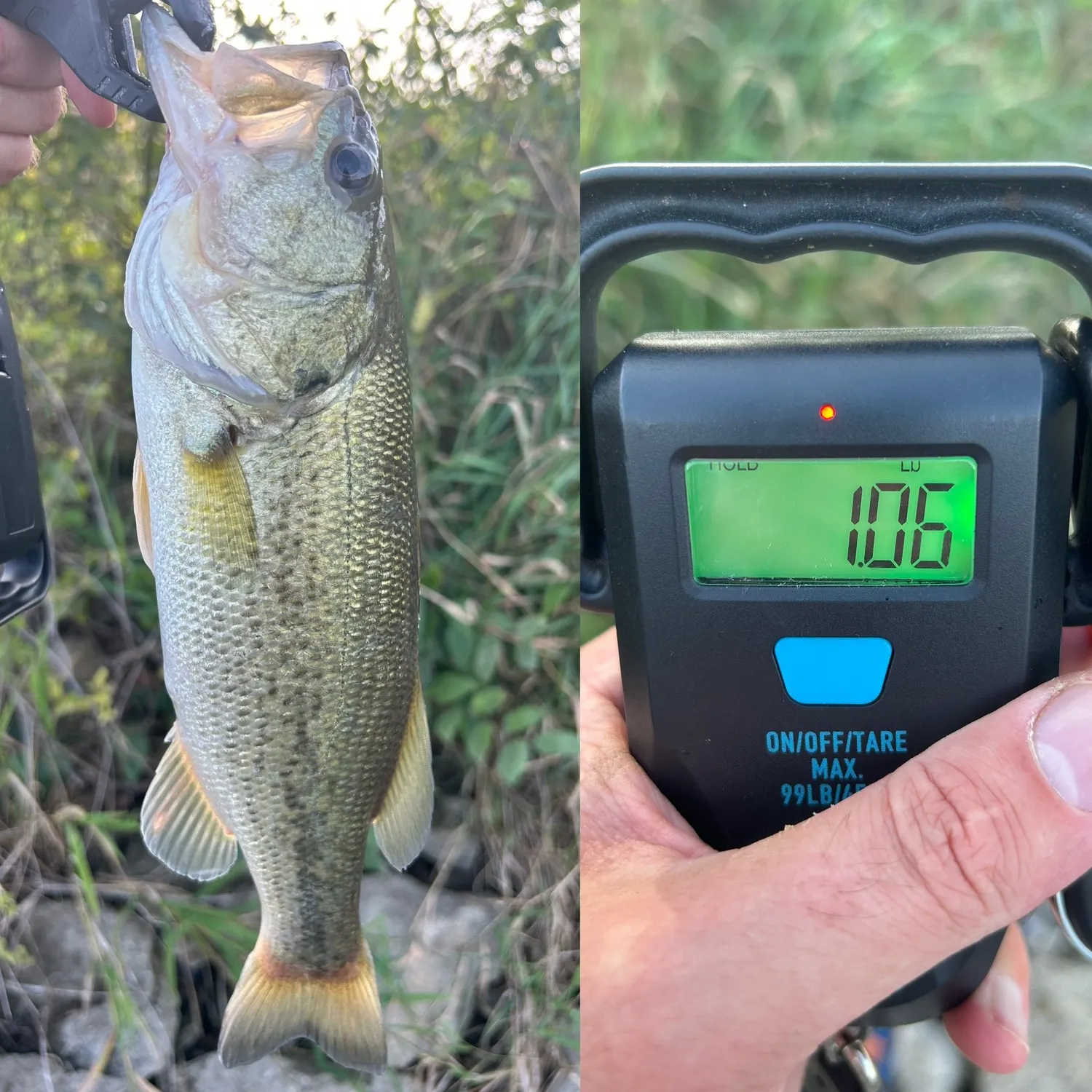 Largemouth bass caught on Fishbrain
