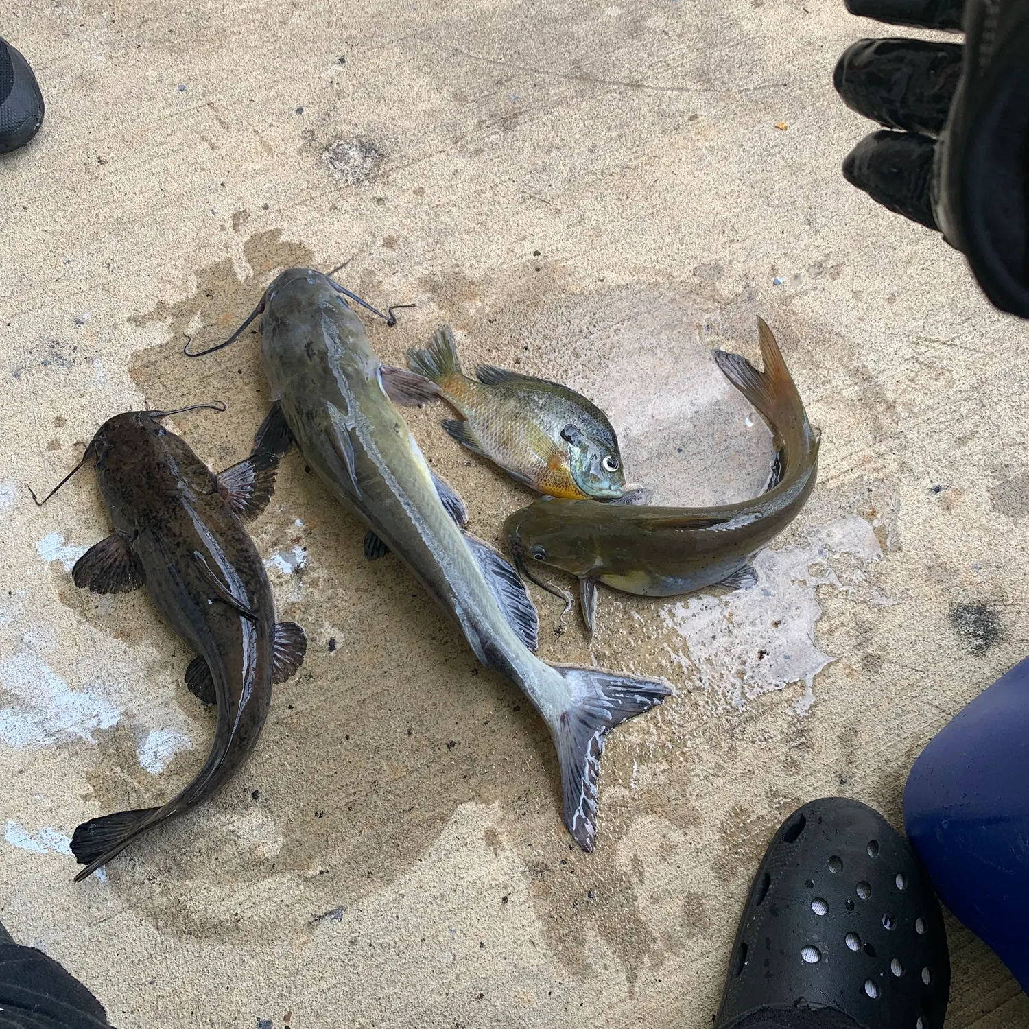 recently logged catches