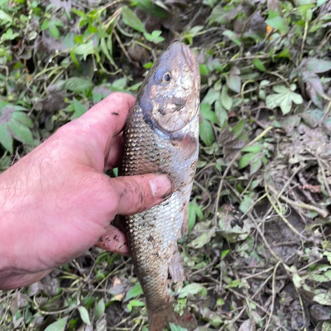 Fallfish caught on Fishbrain