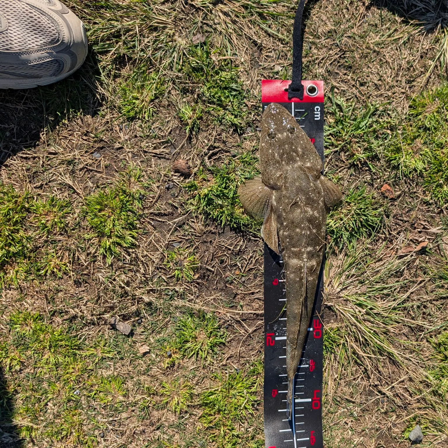 Dusky flathead caught on Fishbrain