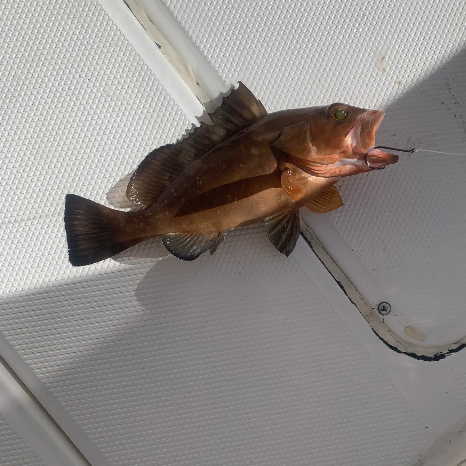 The most recent Red grouper catches on Fishbrain