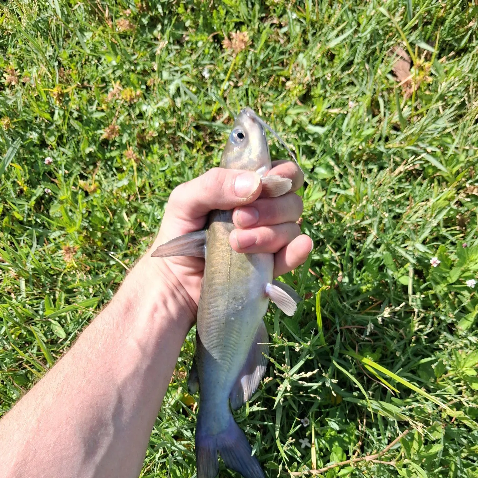 Channel catfish caught on Fishbrain