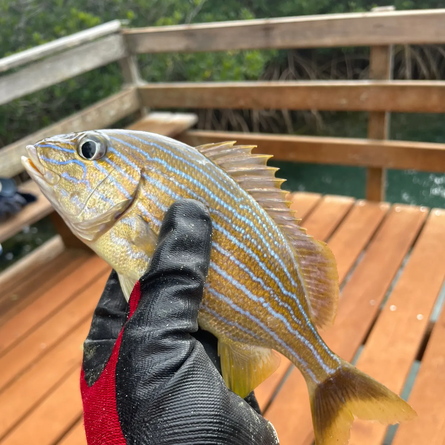 The most recent French grunt catches on Fishbrain