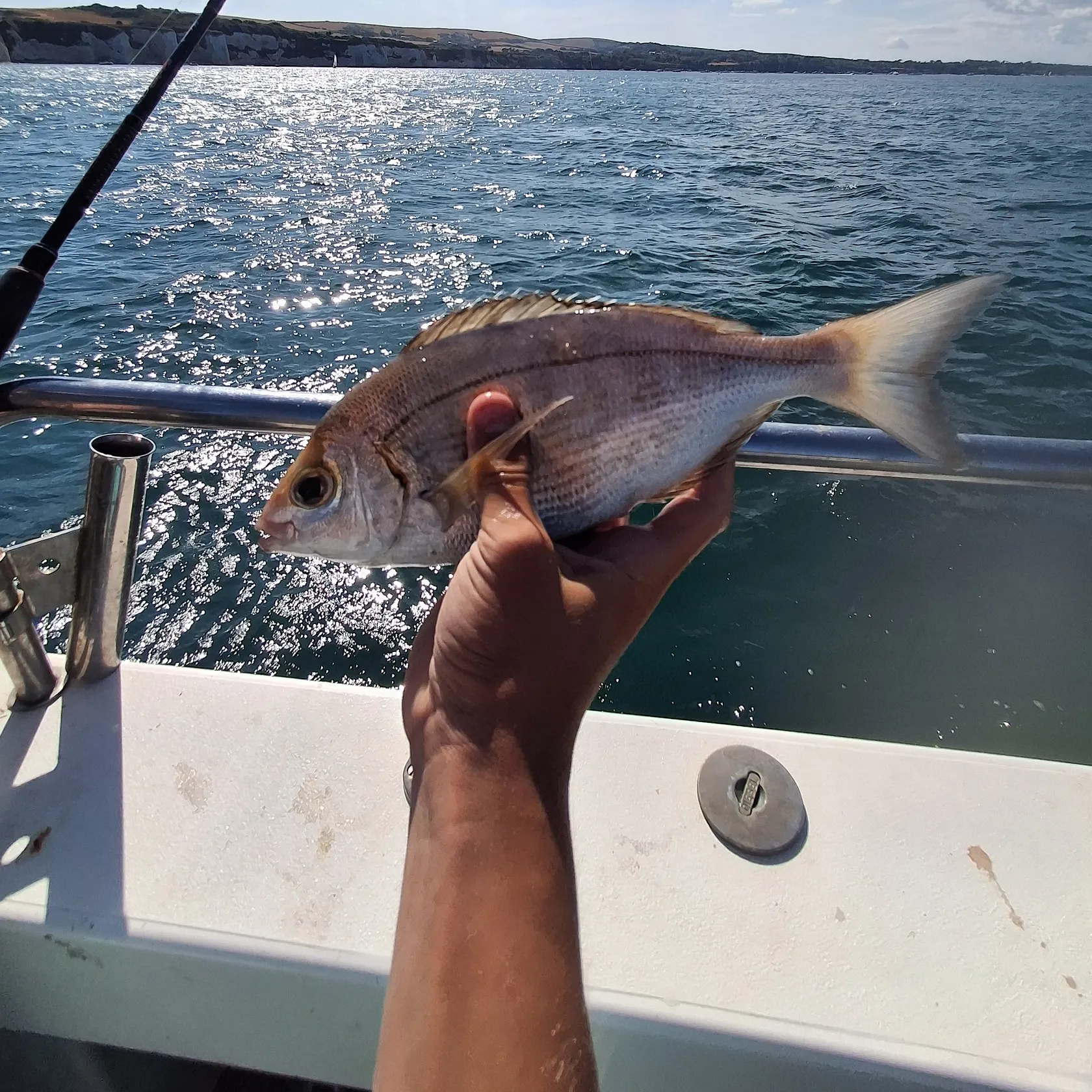 The most recent Common seabream catches on Fishbrain