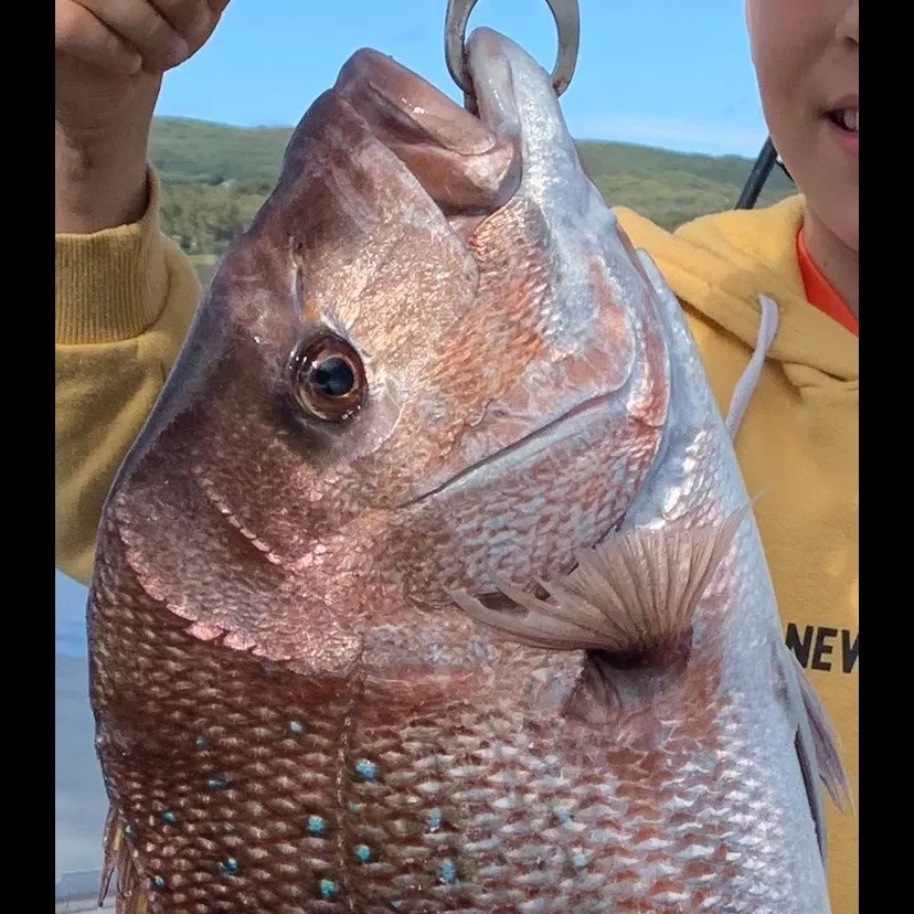 Australasian snapper caught on Fishbrain