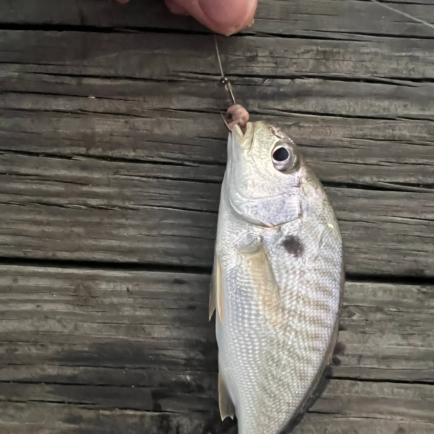 Spot croaker caught on Fishbrain
