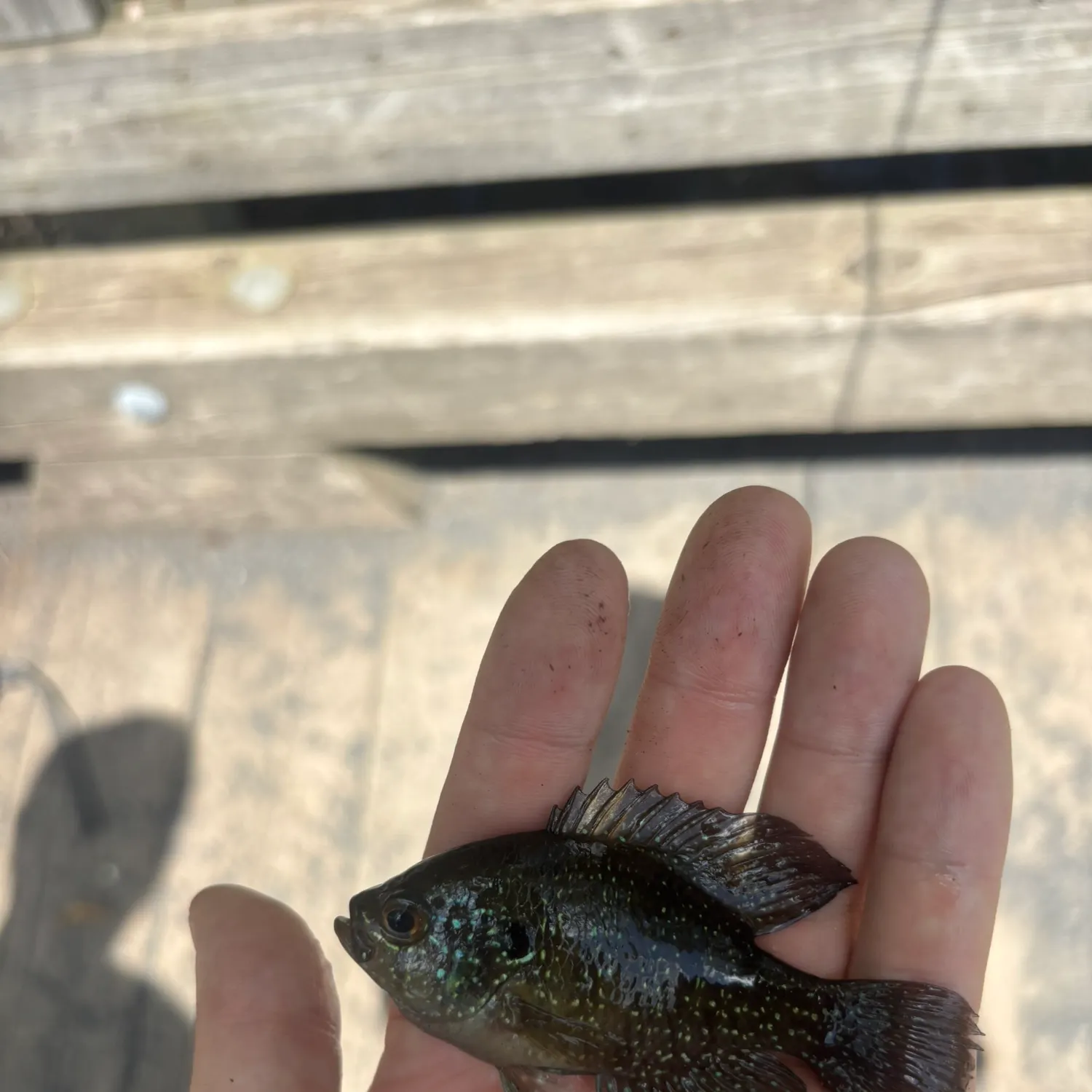 The most recent Bluespotted sunfish catches on Fishbrain