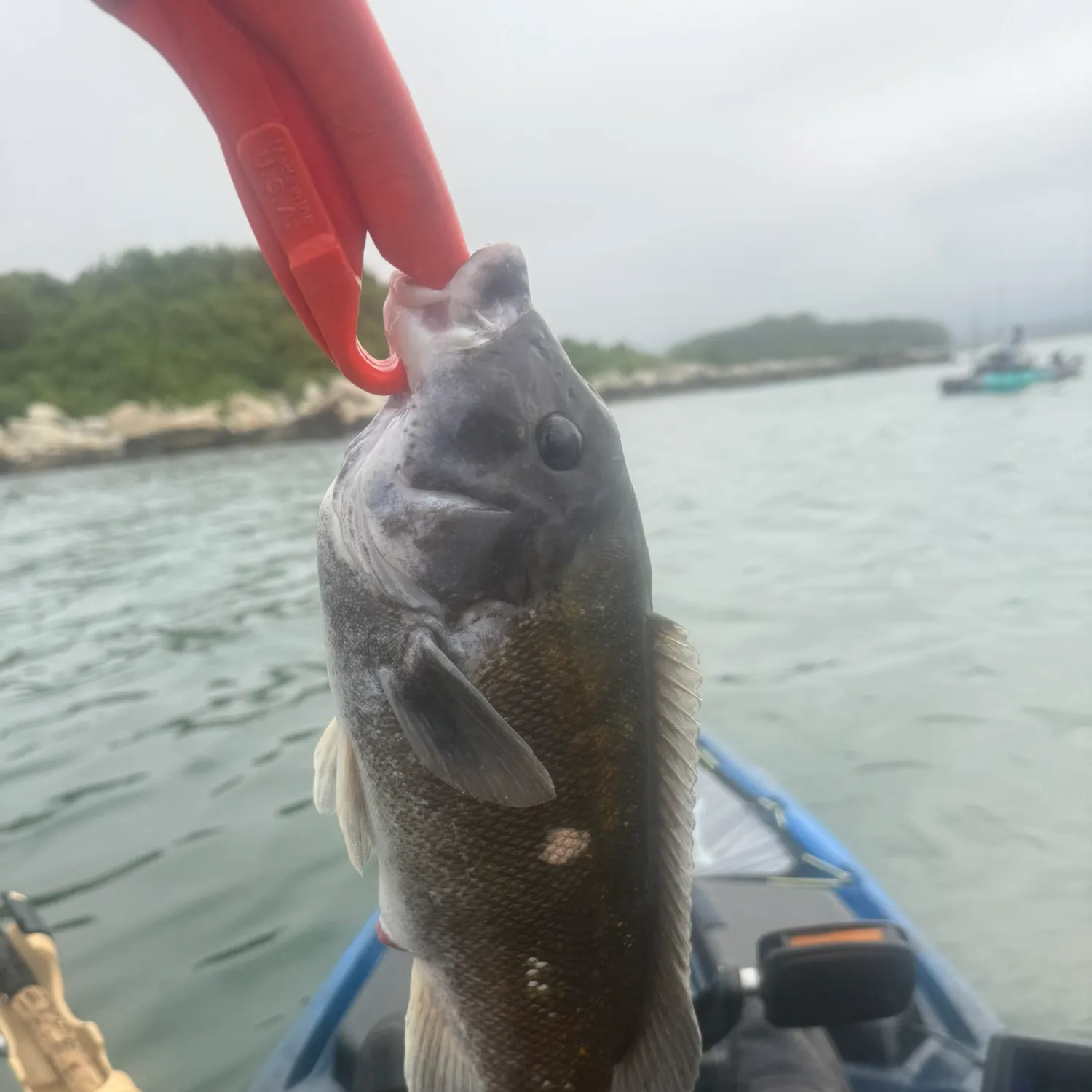 The most recent Tautog catches on Fishbrain