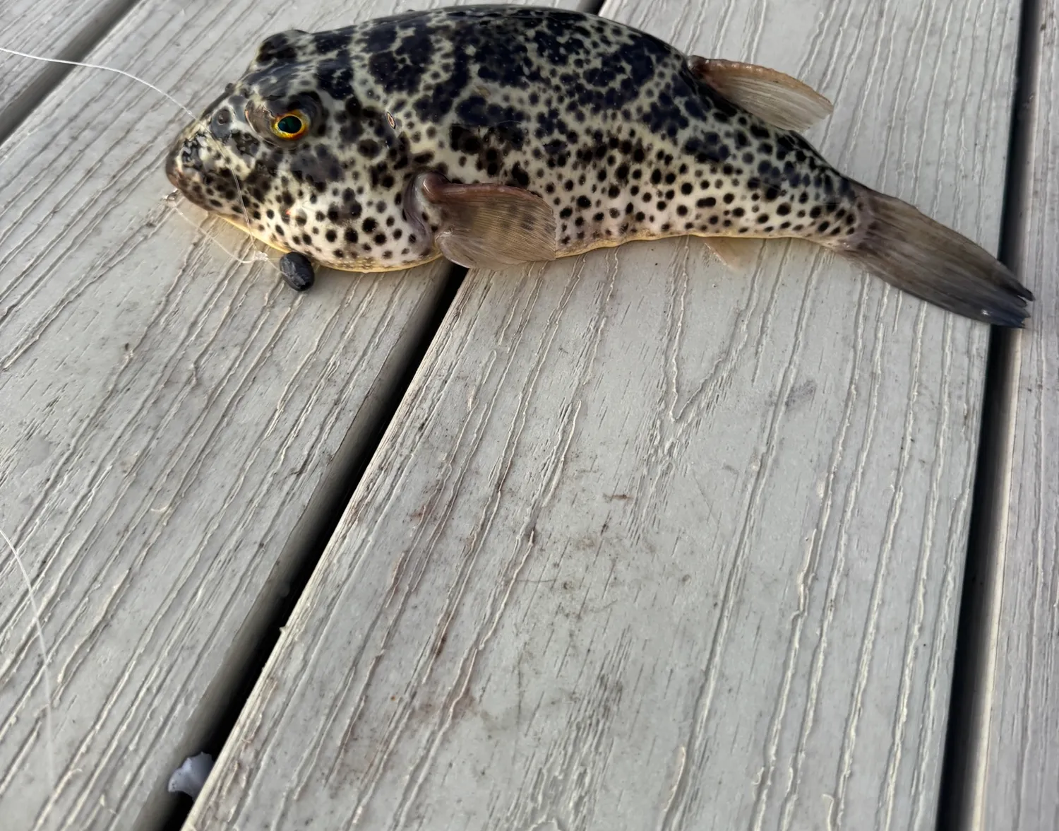 Checkered puffer