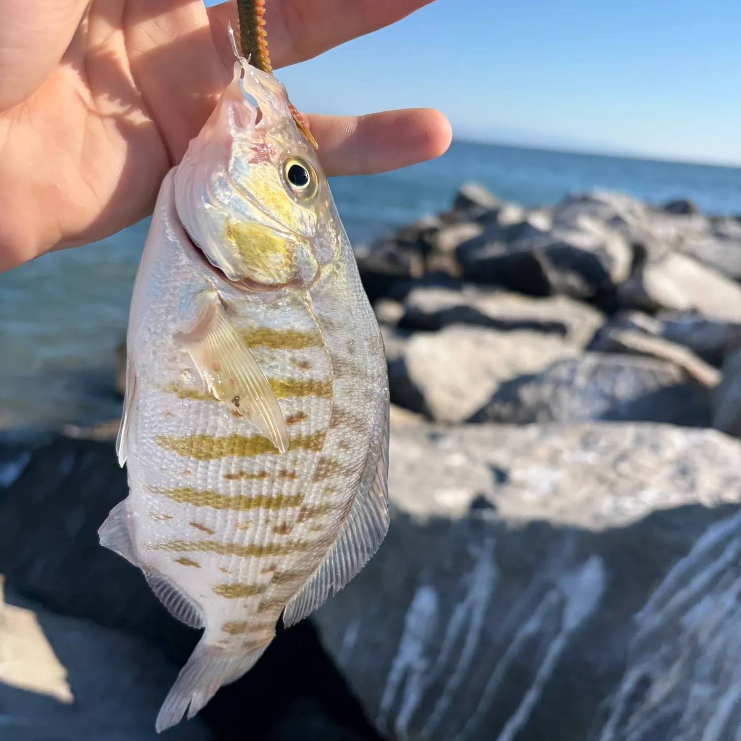 Barred surfperch caught on Fishbrain