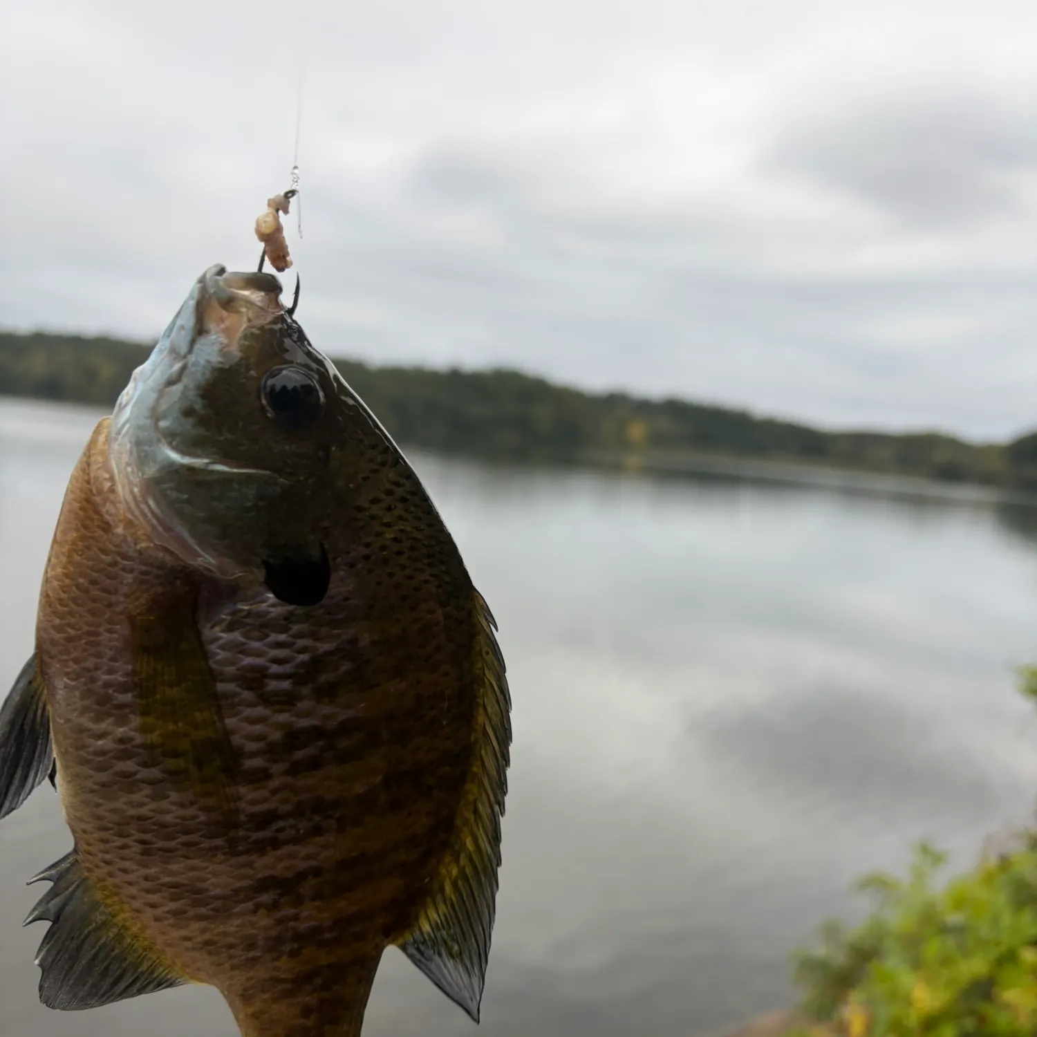 Bluegill caught on Fishbrain