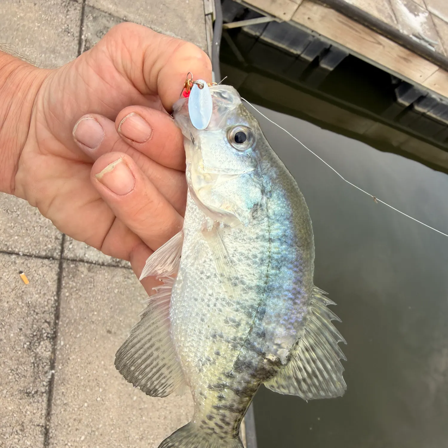 Black crappie caught on Fishbrain