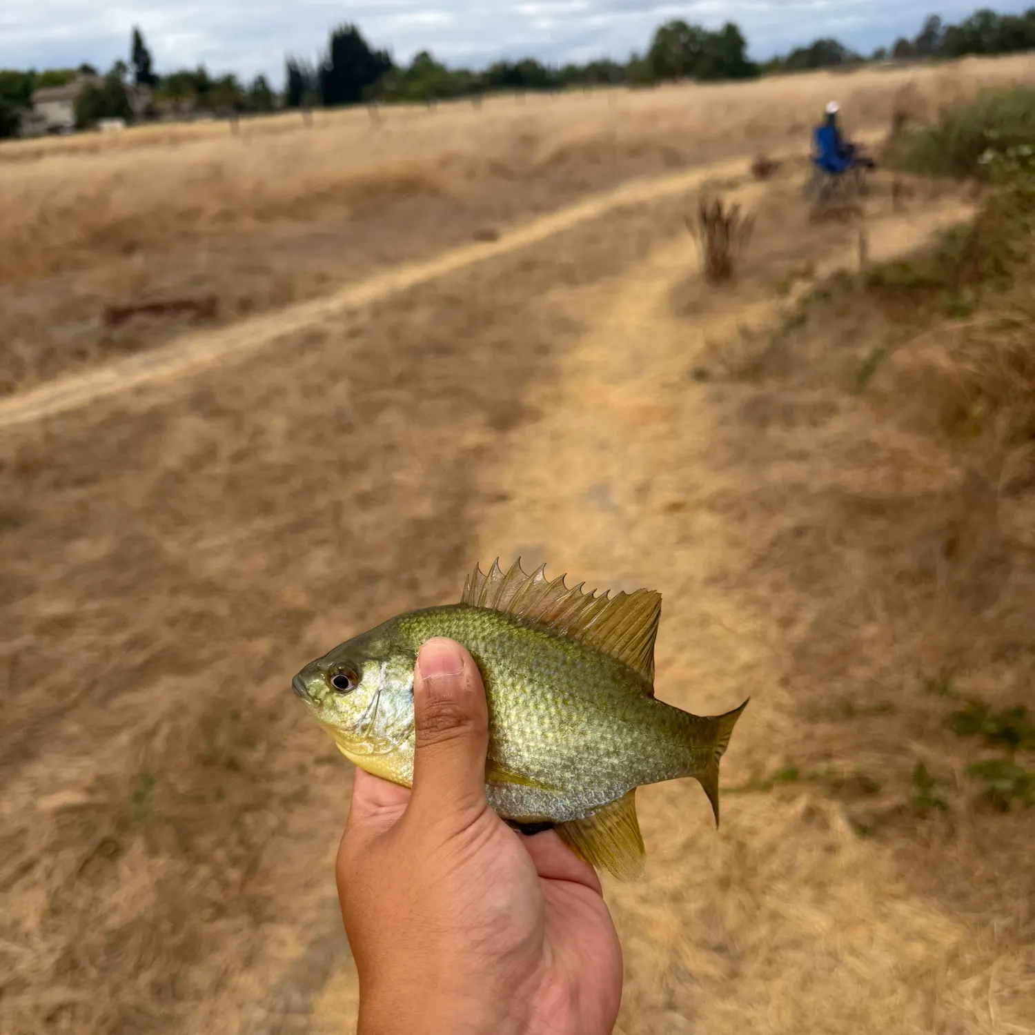 Green sunfish caught on Fishbrain