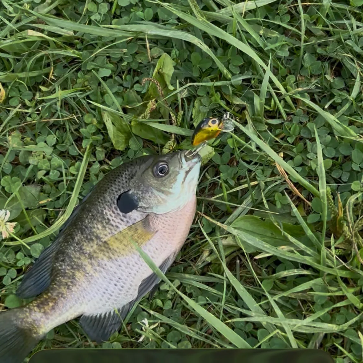 Bluegill caught on Fishbrain