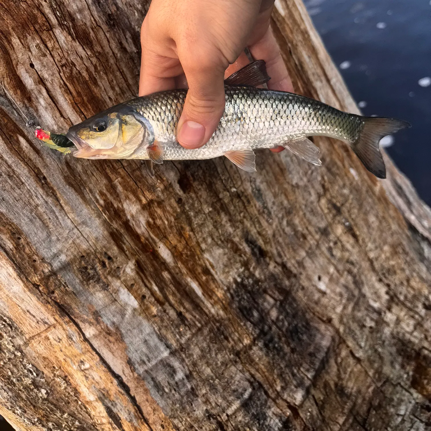 Fallfish caught on Fishbrain