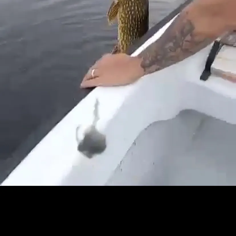 Northern pike caught on Fishbrain