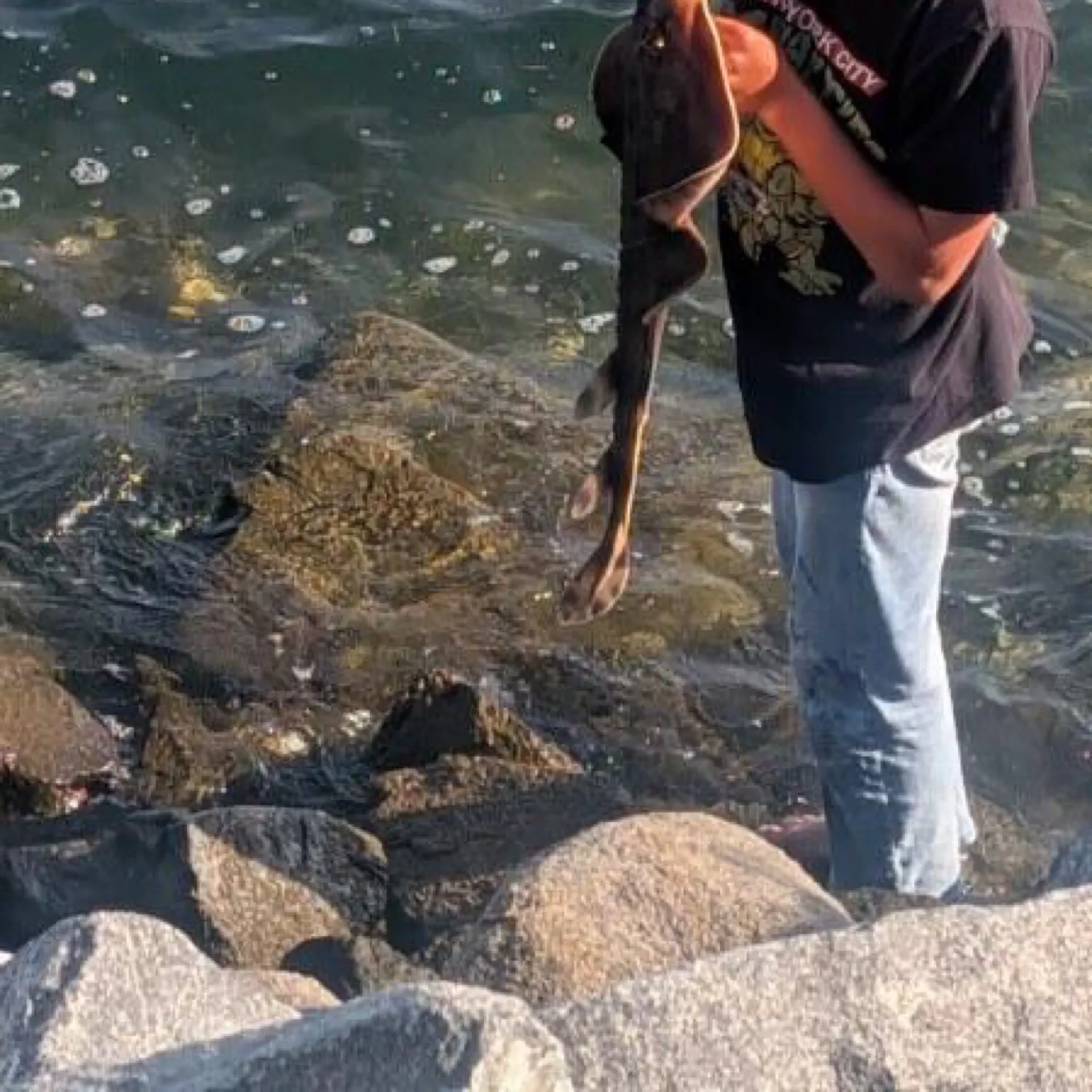 The most recent Angelshark catches on Fishbrain