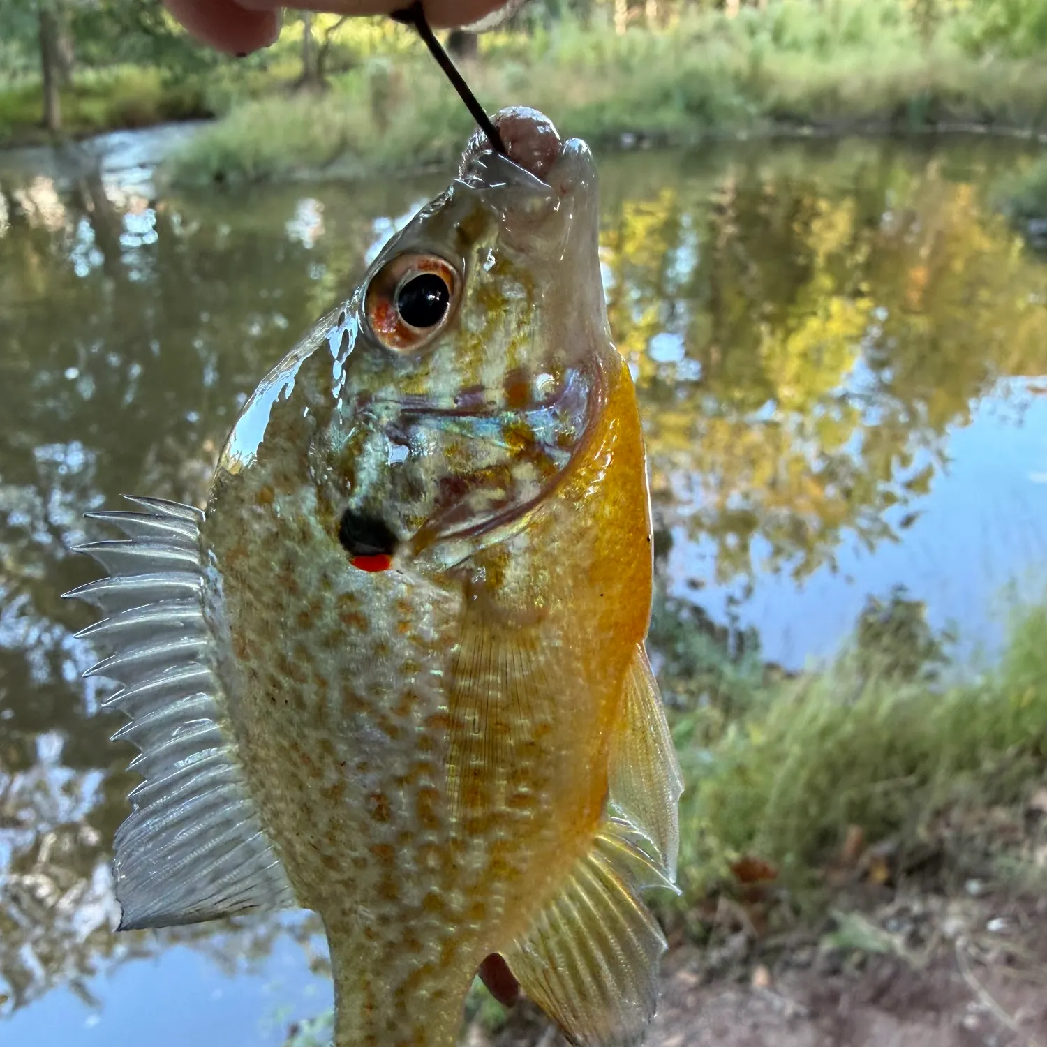 Pumpkinseed caught on Fishbrain